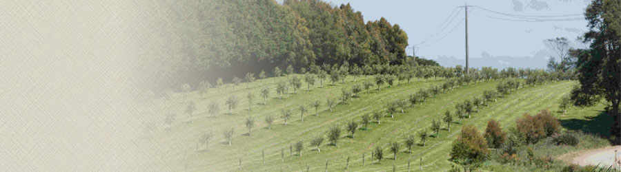 Line of olive trees